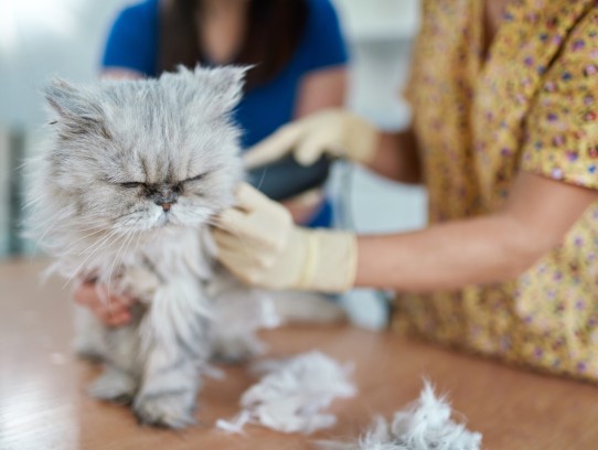 ## Discover the Secrets of Cat Nail Splintering: Causes, Prevention, and Solutions